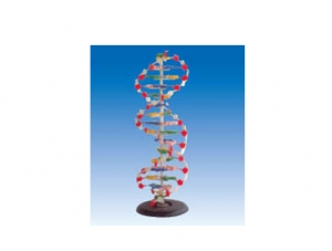 ZM6014-1 DNA structure model