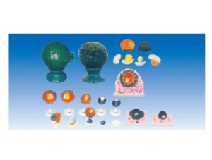 ZM6015 Human embryo implantation and fetal membrane formation