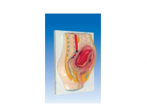 ZM6017 Placenta Avulsion Model