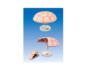 ZM6017-1 Umbilical cord placenta