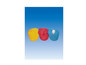 ZM6018 Three germ layers