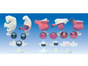 ZM6020 Human Embryo Model (17 per set)