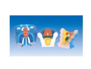 ZM6024 Occurrence of oral cavity, nose and tongue (3 per set