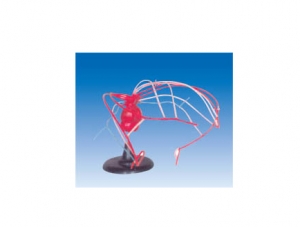 ZM6025 Arch artery evolution
