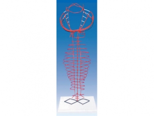 ZM6028 Evolution of the dorsal aorta