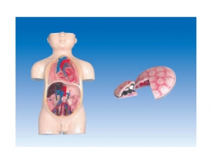 ZM6029 Fetal blood circulation and placenta model