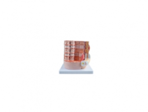 ZM5031-1-3B Skeletal muscle