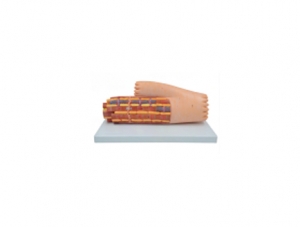 ZM5032-1-myocardial muscle