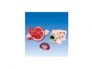 ZM6034 Nephrons, glomeruli and podocytes