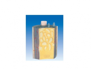 ZM6035 Long bone shaft and bone plate structure