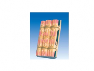 ZM6036 Ultrastructure of Skeletal Muscle