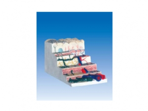 ZM6039 Stomach wall layer