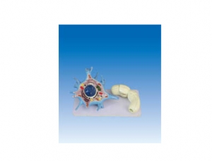 ZM6045-1 Neuron Model