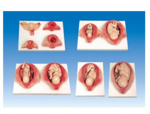 ZM6046 Fetal pregnancy development process
