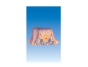 Ultrastructure of renal proximal tubule epithelial cells in ZM6048