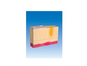ZM6055 Monolayer columnar epithelial tissue