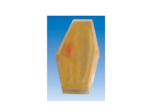 ZM7001 Plant cells