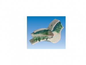 ZM7006 Leaf Structure Model