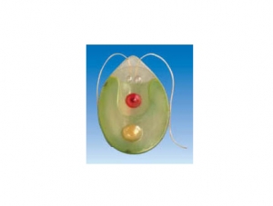 ZM7009 Chlamydomonas Model