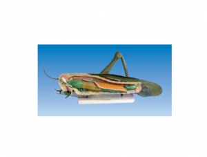 ZM7010 Locust model