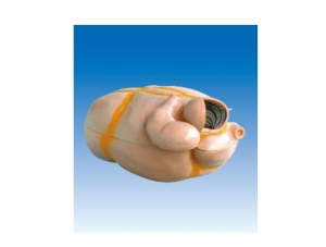 ZM7015 Cattle Stomach Anatomy Model