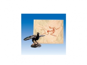 ZM7017 Archaeopteryx Fossil and Restoration Model