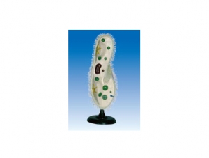ZM7019 Paramecia model