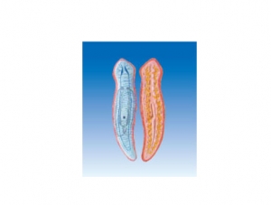 ZM7020 Planarian Anatomical Model