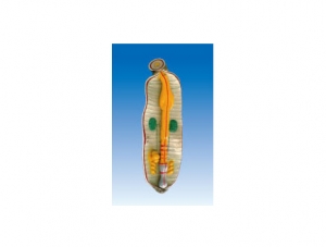 ZM7021 Earthworm Anatomy