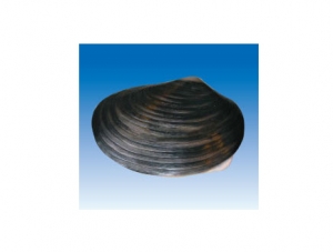 ZM7022 River mussel anatomical model