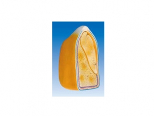 ZM7026 Corn kernel model