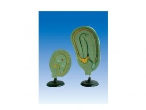ZM7028 Shepherds Purse Embryo Development Model