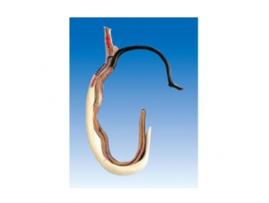 ZM7031 Schistosoma model