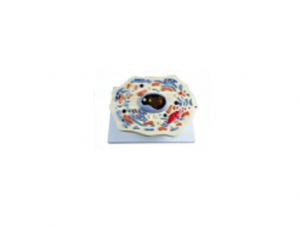 ZM7042 animal cells