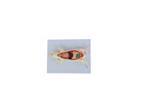 ZM7044 mouse