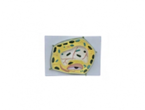 ZM7045 Plant cells