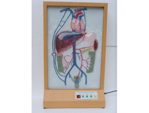 世界各地ZM8004 Microcomputer portal vein collateral circulation electric model