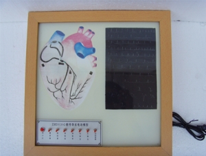 世界各地ZM8005 Electric model of cardiac conduction system