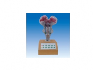 世界各地ZM8006 Electric Brainstem Model