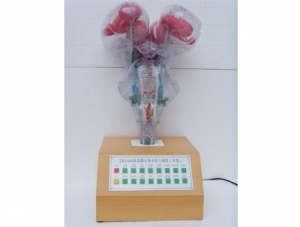 世界各地ZM8007 Electric brain stem model (with voice prompts)