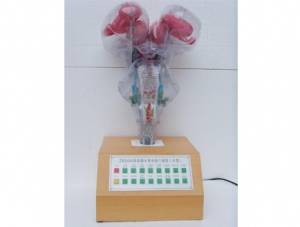 ZM8007 Electric brain stem model (with voice prompts)