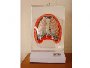 世界各地ZM8009 Electric model of human breathing exercise