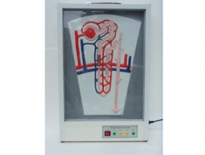 ZM8010 Dynamic Model of Urine Formation