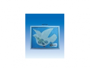 ZM8011 Domestic Pigeon Double Breathing Demonstration Model