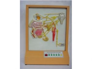 ZM8012 Electric model of head autonomic nerve distribution