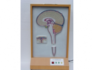 ZM8013 Electric model of cerebrospinal fluid circulation