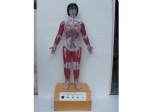 ZM8015 Microcomputer Human Cardiac Cycle and Size Cycle Demonstration Instrument