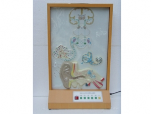 ZM8016 auditory conduction electric model
