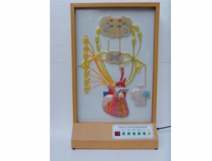 ZM8019 Heart Innervation Electric Model