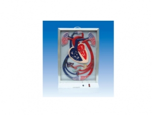 ZM8020 Vivid model of heart beat and circulation of blood substances